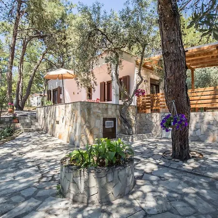 Olga * Πευκάρι